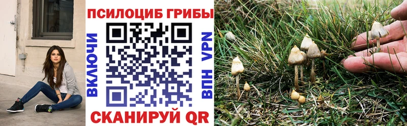 Псилоцибиновые грибы Psilocybe  Белинский 